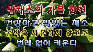 [텃밭농부. 1,267]  농약 안치고 벌레 없이 건강한 채소 재배방법. 쌈채소의 가을 향연!