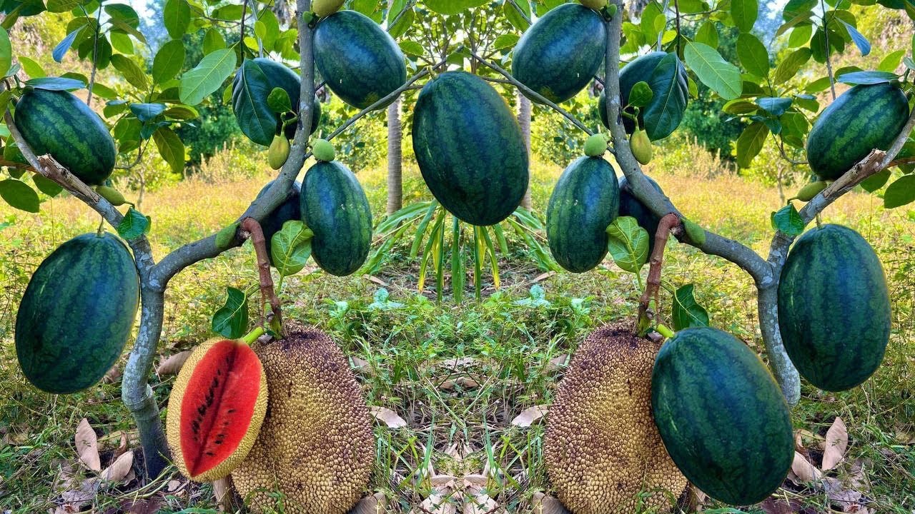 Using this method can​ grow jackfruit trees with watermelon fruit to get real results 100%