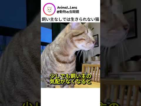 飼い主なしでは生きられない猫