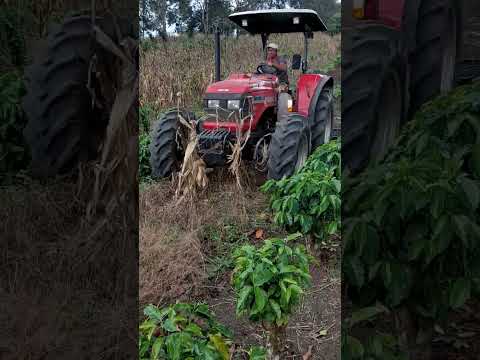 Preparar a terra para o plantio #criação #rocaafazenda #agro #roça#trator#shorts