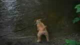 evan hanahoe irish terrier 9 - walking in Rockefeller Park