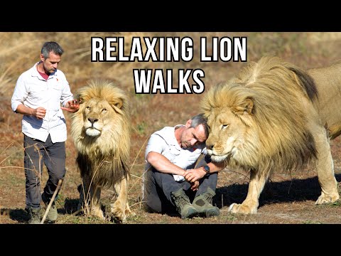 1 Hour of Relaxing LION WALKS in Nature 4K | The Lion Whisperer