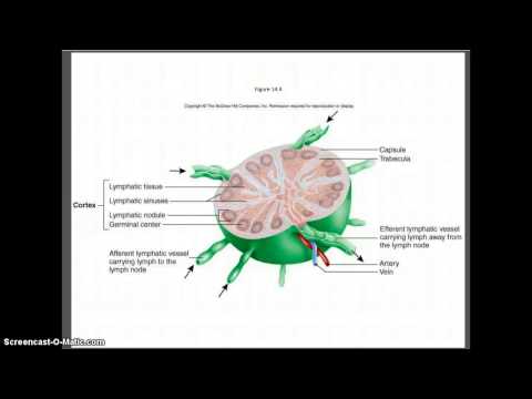 HO 152 Lymphatic/Immunology pt 1