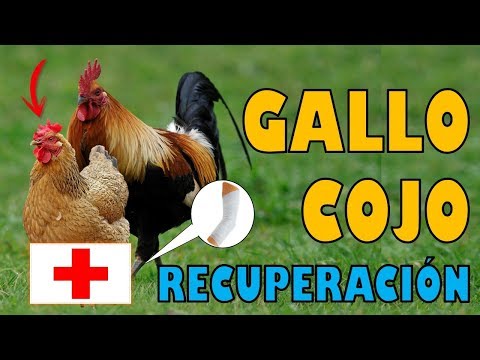 , title : 'Como Recuperar a un Gallo o Pollo que Quedó Cojo'
