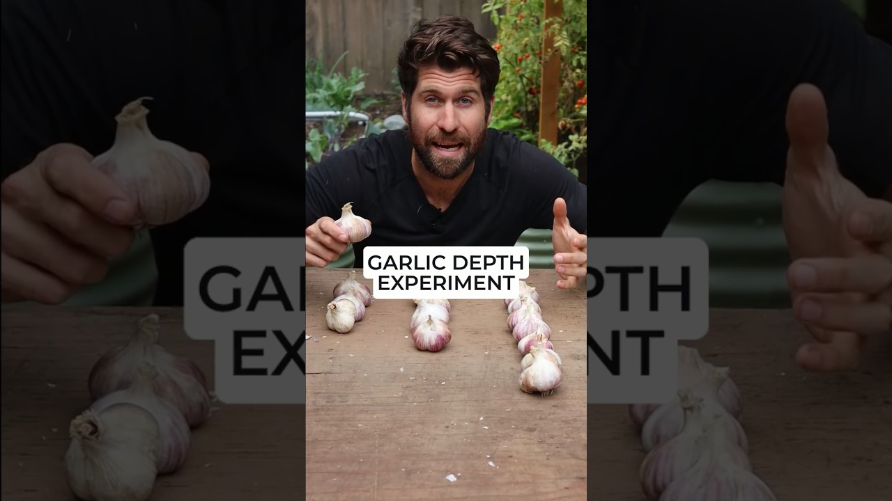 🧄 FACT or FICTION: The best depth to plant garlic at is ACTUALLY 7