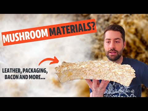 Mycelium Technology: What Materials Will Mushrooms Replace?
