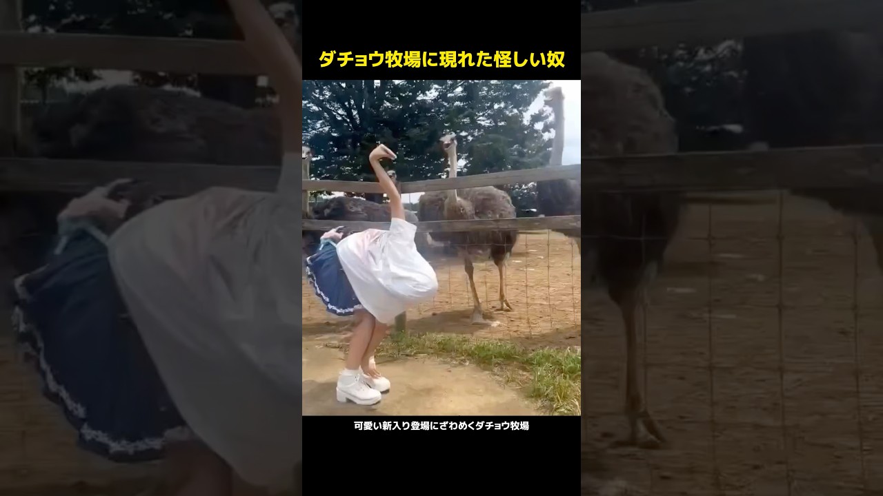 ダチョウ牧場に現れた怪しい奴