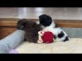 Miniature Poodle dogs for sale: Huxlee - Video 1