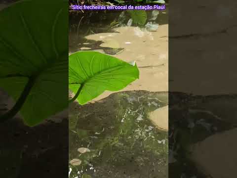 sítio frecheiras em cocal da estação Piauí #piauiense