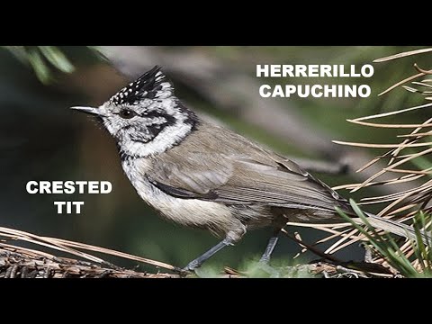 HERRERILLO CAPUCHINO | CRESTED TIT | Parus cristatus