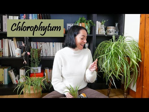 , title : 'Chlorophytum : Pourquoi je les aime et Comment j'en prends soin'