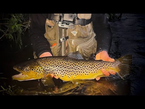 Yötön yö ja isoja taimenia | Kolima-Keitele Sahakoski