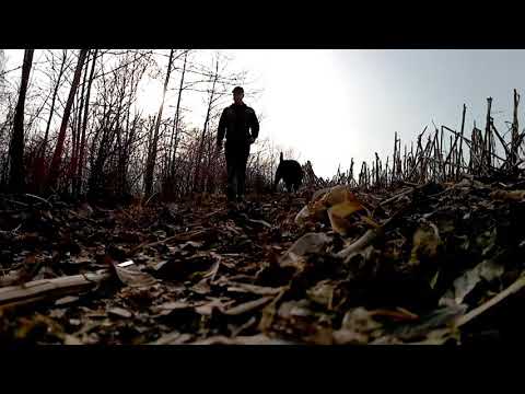 Retriever Gun shy tip!