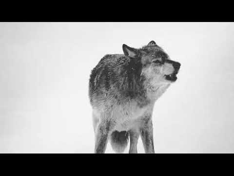 🇦🇿 Payam Turk ft. İslam Şirvani — Mənəm Türk slowed reverb [AZ]