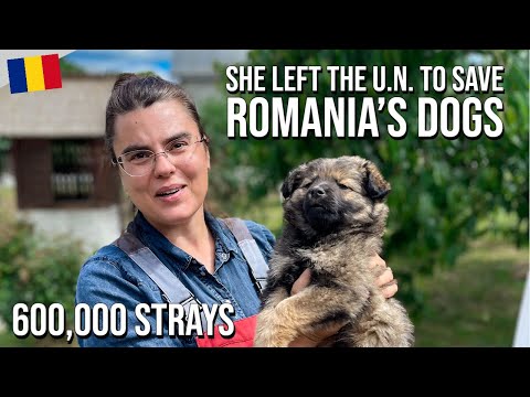 Saving Romania's Street Dogs | DoGood Rescue