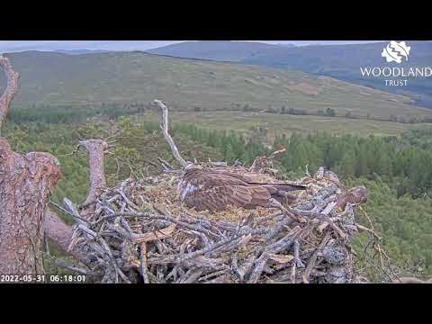 Listen to the Loch Arkaig Osprey chick in the egg as it starts hatching 31 May 2022 (audio boosted)