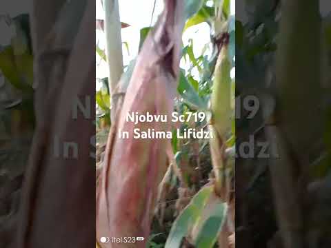 Njobvu SC719 Matures in just 90Days in Salima.