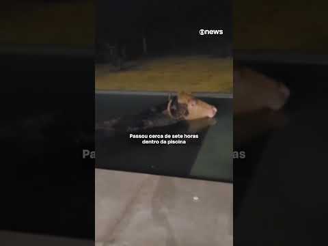 Búfalo de estimação invade piscina e fica sete horas dentro da água no RS