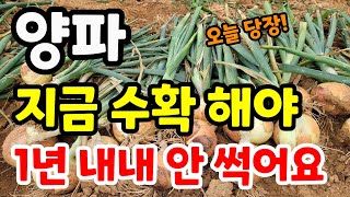 양파 수확 오늘 당장 뽑으셔야 물양파 안되고 오래두고 먹어요. 양파수확후 먹는순서 / 양파말리는 방법