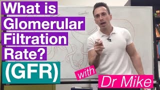 Glomerular Filtration Rate (GFR) | Renal System