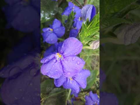 BEAUTIFUL FLOWER  🌼 @Dipankar_Time