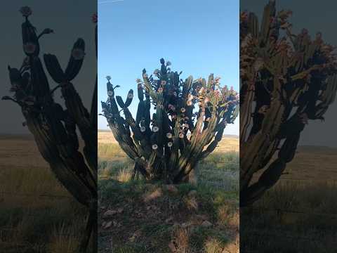 Captus Candelabro , nativo del Uruguay , departamento de Salto 🇺🇾 . Camino entre Quintana y P. Nuñez