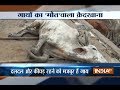 2000 cows in bad condition due to inadequate facilities in Government-run Shelter of Haryana