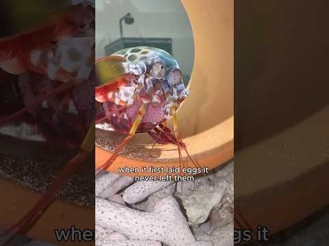 My mantis shrimp seems to have postpartum depression. #shortvideo #amazing #mantisshrimp #story
