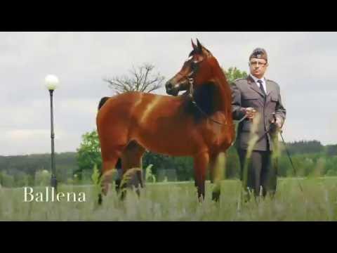 Pride Of Poland 2016 - Ballena