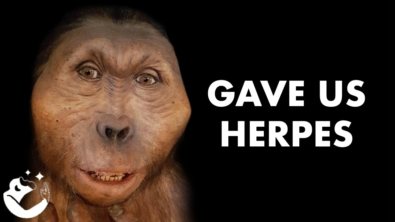 The Strange Story of Paranthropus - The Most Mysterious Hominid