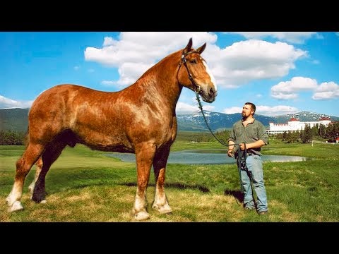 , title : 'The BIGGEST HORSES In The World 🐎'