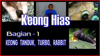 6 Jenis Keong Hias Aquascape - Bagian 1