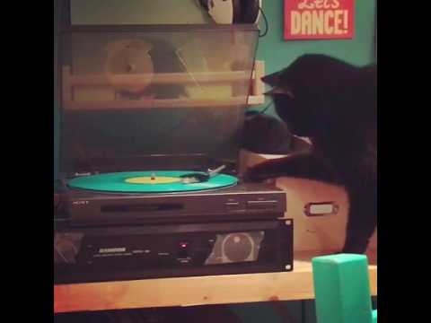Cat scratching (a record)