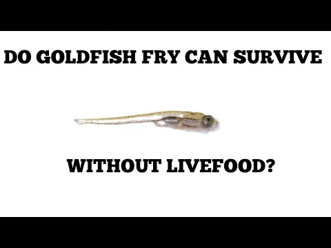 DO GOLDFISH FRY CAN SURVIVE WITHOUT LIVEFOOD?