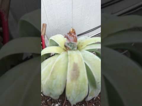 Soft succulent collection part 2