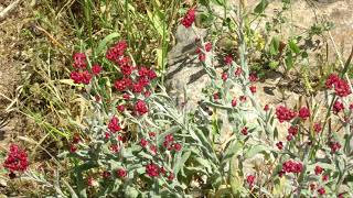 אז רוב ניסים הפלאת בלילה.. (אהבת עולם תביא להם - ניגוני נשמה ושמחה. דן בזק) - התמונה מוצגת ישירות מתוך אתר האינטרנט יוטיוב. זכויות היוצרים בתמונה שייכות ליוצרה. קישור קרדיט למקור התוכן נמצא בתוך דף הסרטון