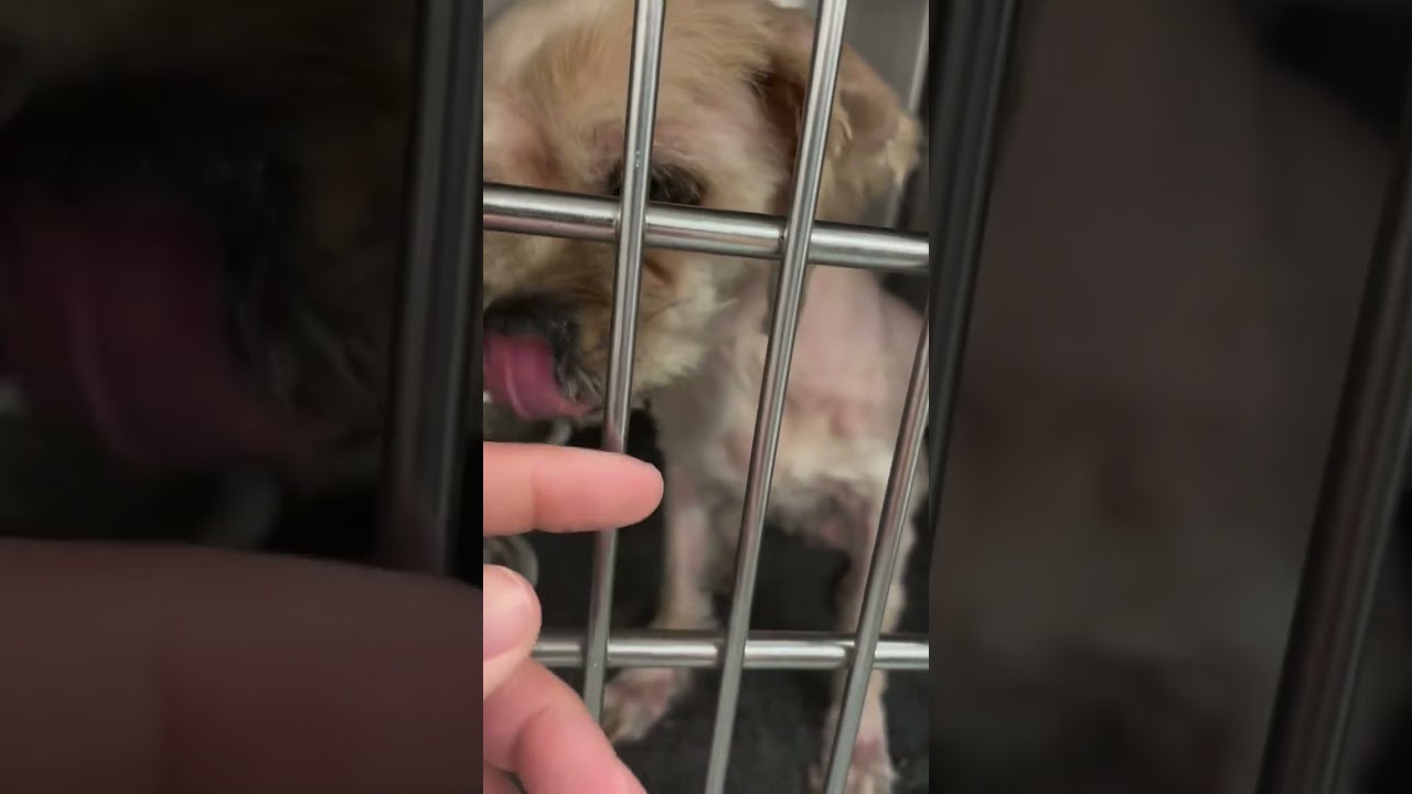 IT NEVER ENDS!! We were just notified about a second dog that Desperately needs us IT NEVER ENDS!! We were just notified about a second dog that Desperately needs us