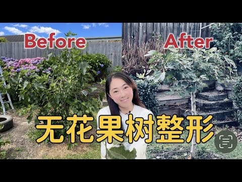 無花果樹 英文