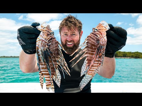 Catch and Cook The World's Worst Venomous Fish