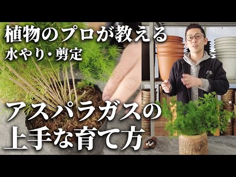 鎌状アスパラガス 植物