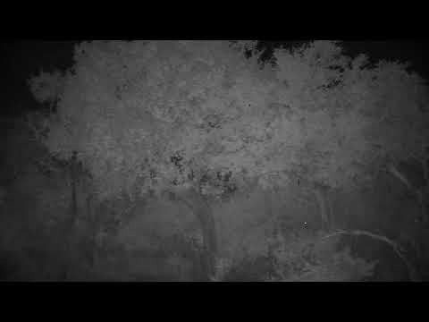 Djuma Private Game Reserve Live Stream