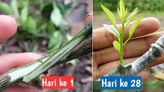 Download lagu How to graft orange plants so they bear fruit quickly - Sunardi bibit channel mp3