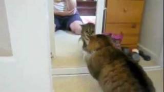 Кошка против своего отражения