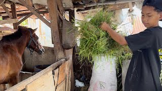 Download lagu SEEING DELMAN HORSE PREPARATIONS DELMAN BEFORE GOING TO PURI BASE - HORSE - DELMAN HORSE - RIDING... mp3