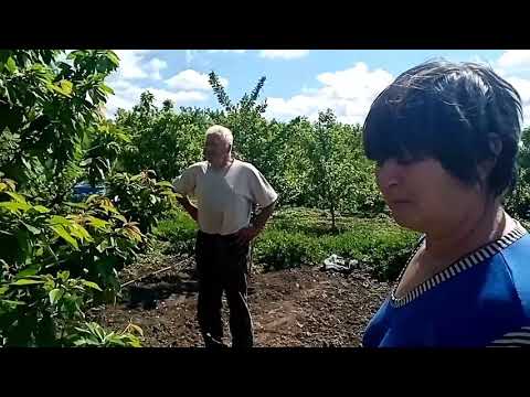 Огород наших соседей.