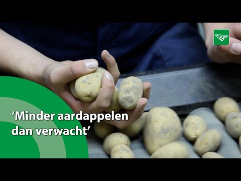 , title : 'Oogstcijfers akkerbouwgewassen 2022: minder uien, meer suikerbieten van het land'