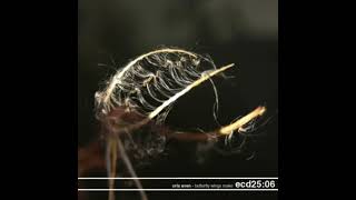 Orla Wren - Butterfly Wings Make (Full Album)