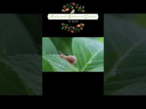薬用植物園にて。（2024年6月）