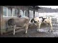 Cow Farts On Cow S Face