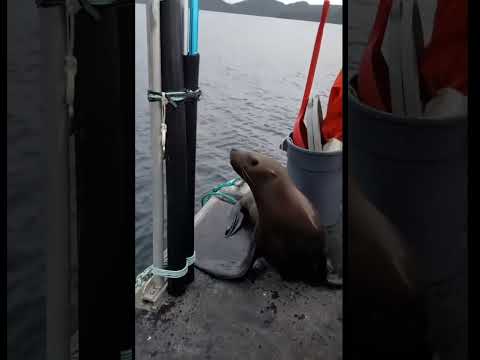Seal Hiding From Orcas on Boat